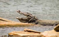 Крокодил съел щенка, пытавшегося защитить хозяина от нападения хищника
