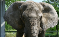 В Киевском зоопарке в начале лета появятся слоны 