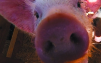 Число сплавляемых мертвых свиней в Китае возросло до 13 тысяч