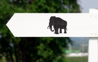 Шварценеггер заснял на видео свое бегство от слона