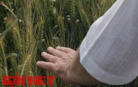Украина вывела суперурожайную пшеницу (ФОТО)