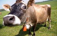 Из Украины в Беларусь убежали 170 коров и их пастух