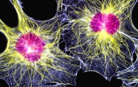 Шотландские врачи сотворили чудо с помощью стволовых клеток