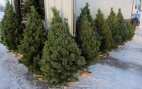 Начинается продажа новогодних елок: названы цены