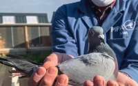Самого дорогого голубя в мире продали за 1,6 млн евро