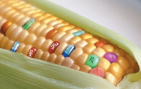 В Украине нет генетически модифицированных сои, свеклы и кукурузы 