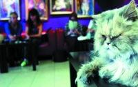 Во Франции откроется кафе с кошками