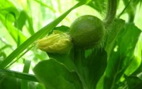 Китайцы научились выращивать арбузы размером с черешню 