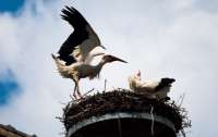 В Латвии выписали штраф на десятки тысяч за разрушение птичьих гнезд