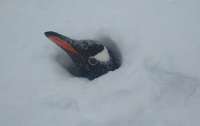 Пингвинов засыпало снегом: в Антарктиде выпало рекордные 262 см снега