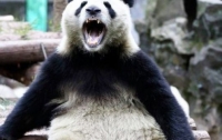 Панда проучила наглую туристку (видео)