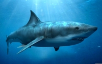 В Австралии акула убила 17-летнюю девушку на глазах у родителей