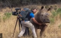 Дикий носорог попросил оператора почесать ему пузо (видео)