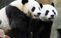 Агрессивные панды «готовили» нападение на город в Аризоне