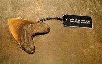 В Австралии из музея украли зуб гигантской акулы