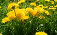 «Одуванчиковая терапия» поможет при усталости 