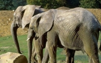 Два слона станцевали под скрипку (ВИДЕО)