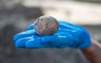 Израильские археологи нашли и показали тысячелетнее куриное яйцо