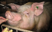 Как выглядит свинья-прорицатель, которая на ЕВРО будет жить на Майдане (ФОТО)