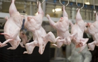 Украина в разы увеличила экспорт свинины и курятины
