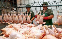 Чиновники блокируют выход украинской птицы на европейские рынки