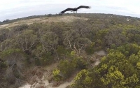 В Австралии орел сбил беспилотник. Видео