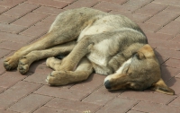 Вскоре в Киеве могут начаться массовые отравления собак и котов 