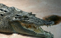 Шокирующее видео: гигантский крокодил забрел в автосервис