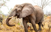 В Индии слон жестоко убил 