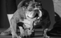 Самая уродливая в мире собака умерла
