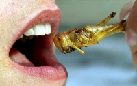 Евросоюз намерен побороть голод с помощью насекомых