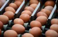 В Европе может разразиться новый яичный скандал