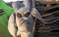 В Аргентине родился козленок с лицом дьявола (видео)