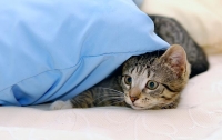 Медики рассказали об опасности сна в постели с кошкой