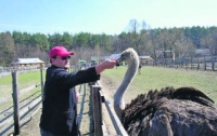 Таджики хотят научиться у украинцев обращению со страусами