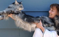 В Америке нашли самого длинного кота на планете