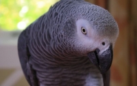 Попугай рассказал об убийстве, повторив последние слова жертвы