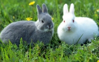 Милиция не допустила кормления кроликов травой от атеросклероза