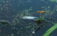 В Житомирской области массово гибнет рыба