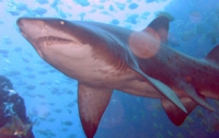 Акулы предпочитают спариваться под музыку