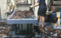 В Таиланде кит съел 80 пластиковых пакетов и умер