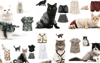 Новый календарь с моделями-кошками (ФОТО)