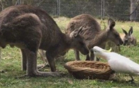 Наглый попугай оставил без обеда кенгуру (видео)