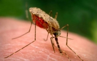 Семь случаев заболевания малярией зафиксировали в Киеве