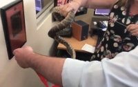 Змея попыталась сорвать эфир австралийского телеканала