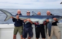 В Великобритании поймали рекордно большую голубую акулу