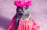 Гламурная кошка с накладными ресницами стала звездой Instagram (ФОТО)