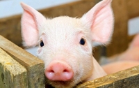 Вспышка африканской чумы свиней зафиксирована на Полтавщине