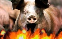 Две сотни свиней сгорели на Харьковщине 