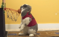 Кролик установил мировой рекорд по баскетболу (видео)
